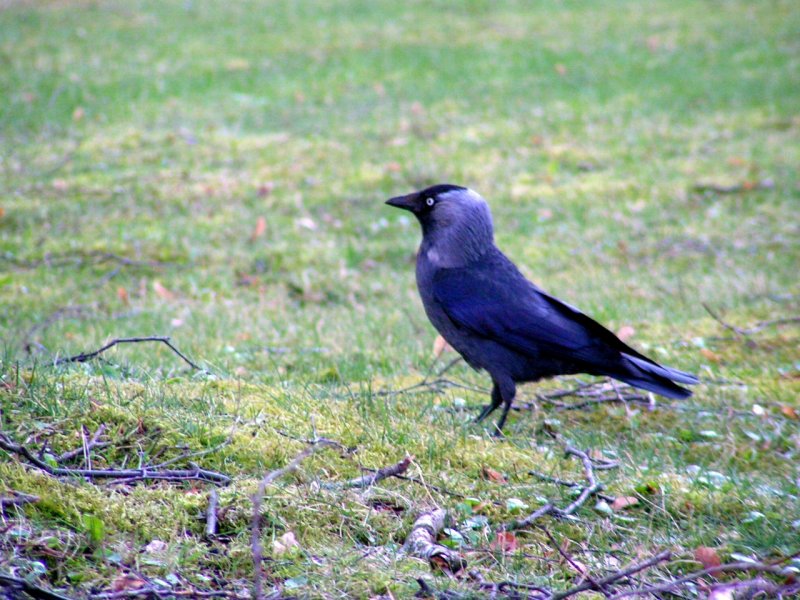 Dohle, auf Futtersuche; 080315