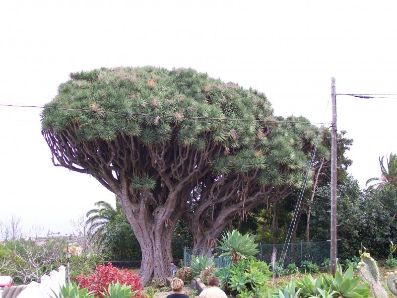 Drachenbaum auf La Palma