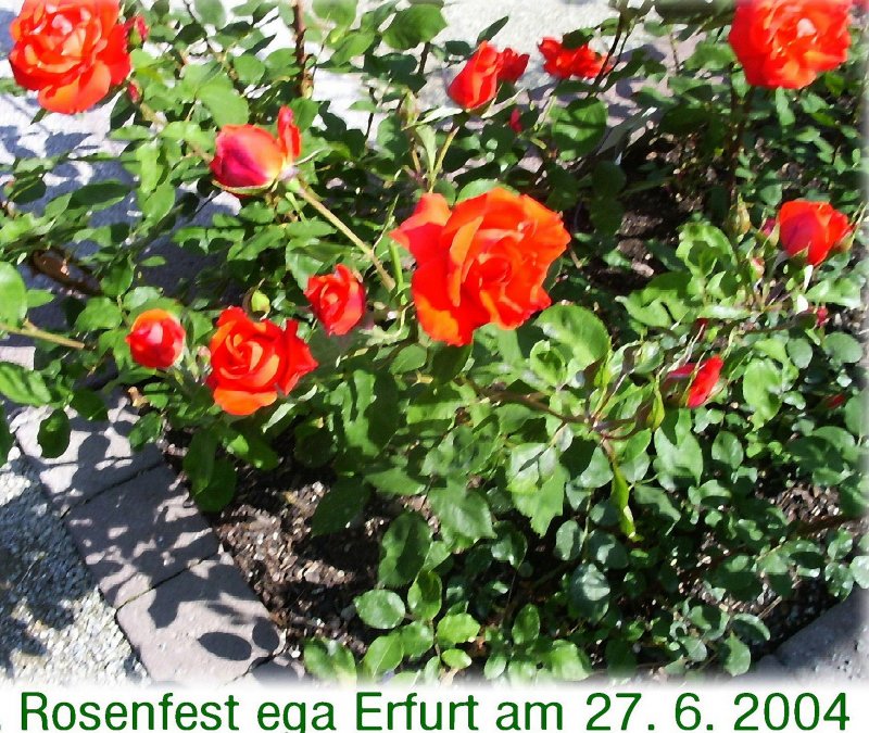 ega ERFURT 2994, Rosenfest