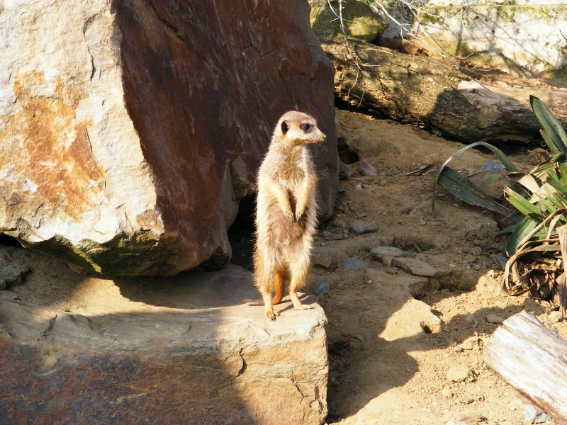 Ein Erdmnnchen im Gelsenkirchener Zoo.