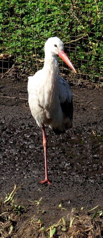 Ein Storch in Ruhestellung