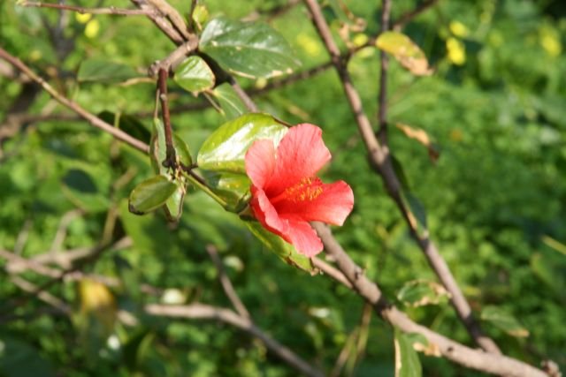 Eine Hibiscus-Bluete auf Capri.