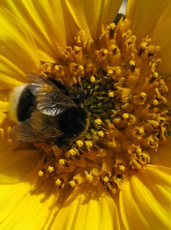 Eine Hummel im Nektarparadies.
(Juni 2008)