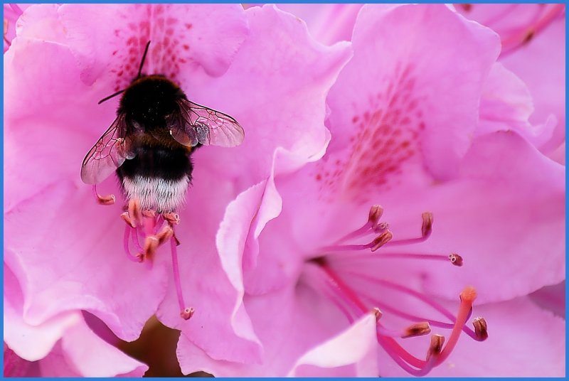 Eine Hummel im Rododendron 28.05.2008