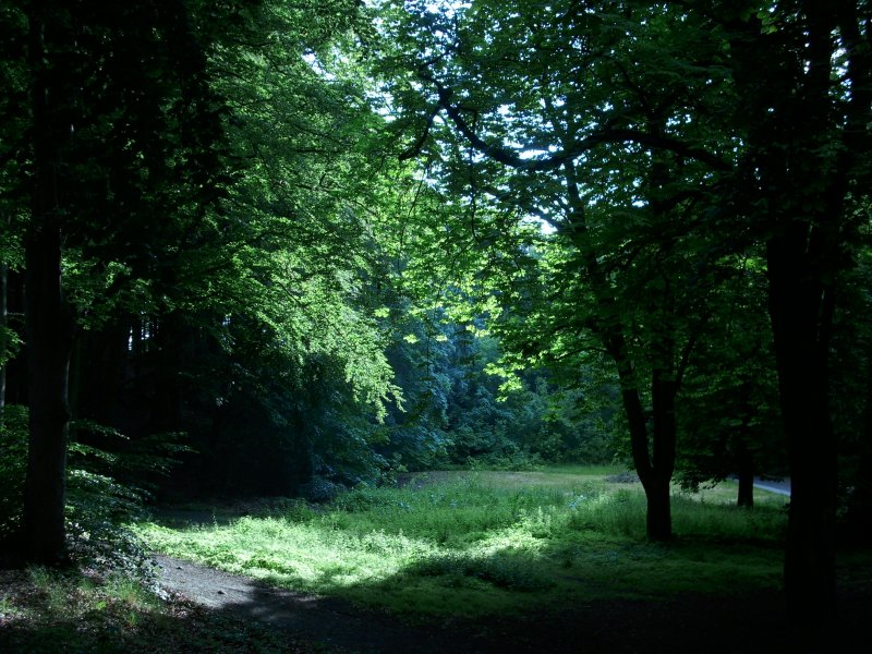 Eine Waldlichtung bei Bergen/Rgen.