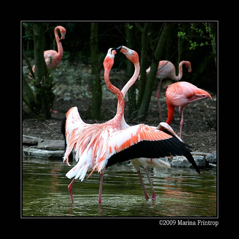 Flamingos in der Gruga, Essen (NRW).