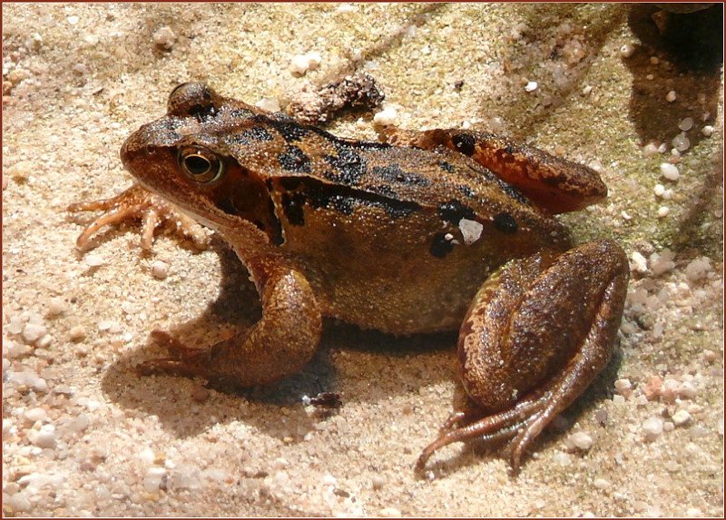 Frosch am 18.06.2008 in Wilhelma/Stuttgart