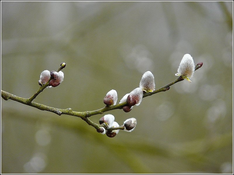 Frhlingserwachen in Vielsalm. 14.03.09 (Jeanny)