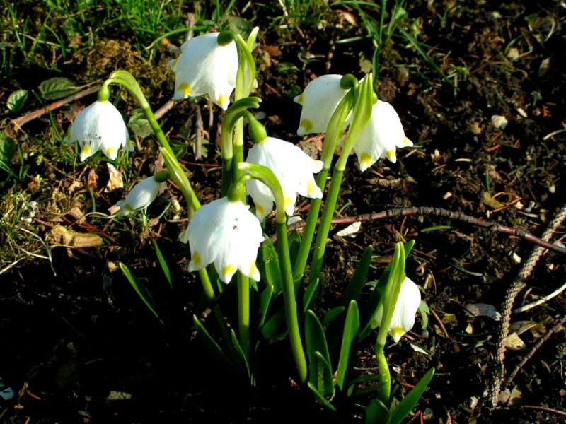 Frhlingsknotenblumen; 080309