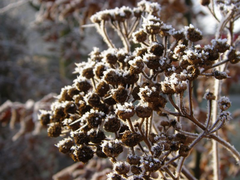 gefrorene Herbstblten 