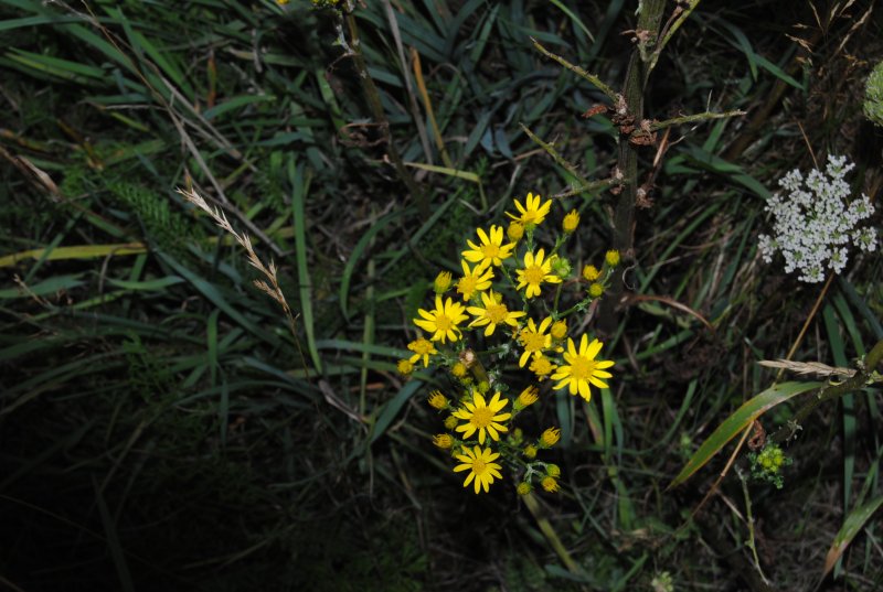 Gleine Gelbe Blume Auf Der Wiese Des Lehrters Bahnhof Landschaftsfotos Eu