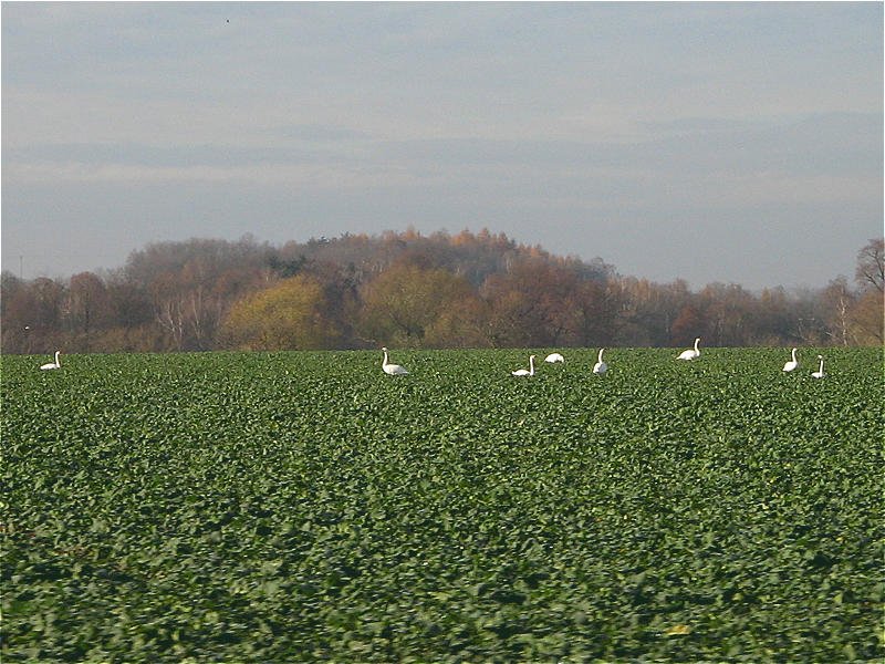  Grasende  Schwne, 
Neichen 21.11.07