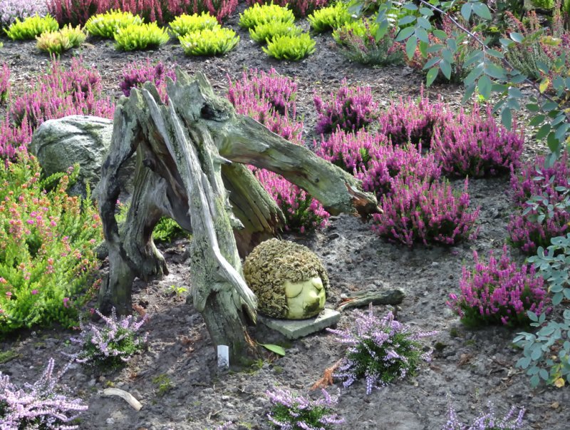 Heidekraut Im Botanischen Garten Christiansberg Sep