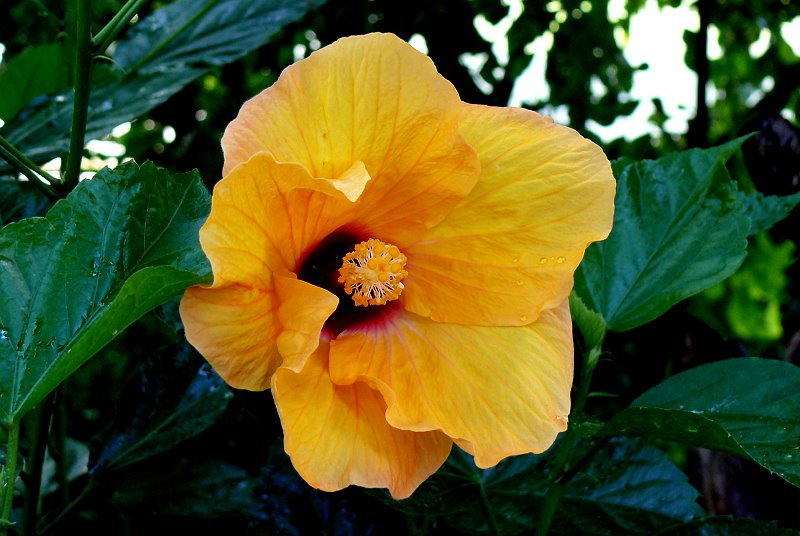 Hibiskus am 15.07.2008 in Wilhelma/Stuttgart