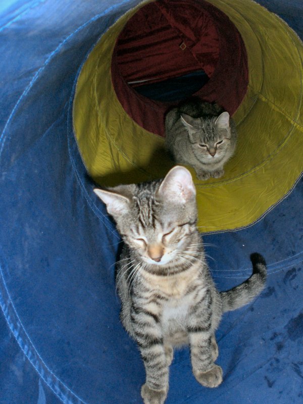 Im Katzentunnel
2007