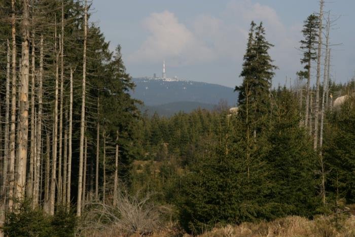 Im Nationalpark Hochharz.