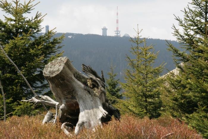 Im Nationalpark Hochharz.