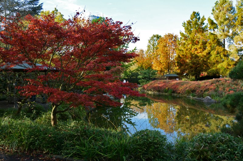 Japanischer Garten In Der Bonner Rheinaue 01 11 2014