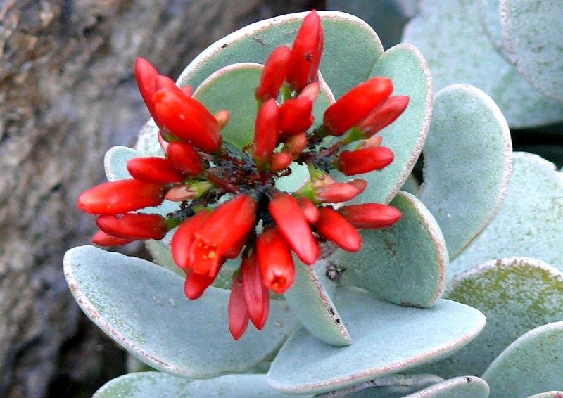 Kalanchoe am 07.09.2008 in Wilhelma/Stuttgart