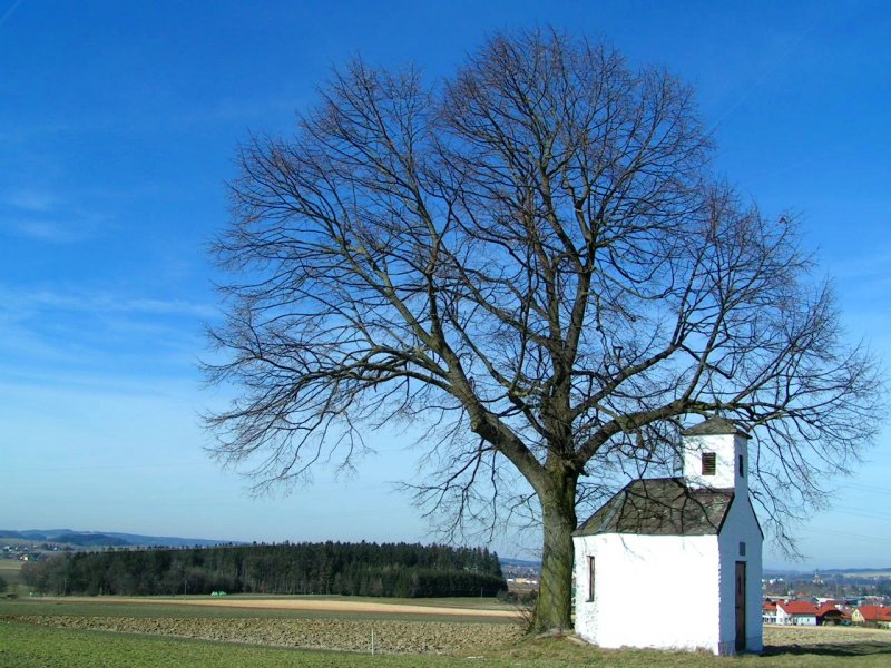 Kapelle unterm Lindenbaum, 080217