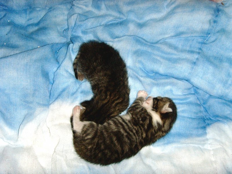 Katzenbabys von Lilli
JULI 2008