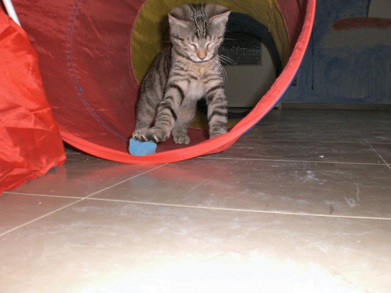 KATZENKINDER 2007
auf Entdeckung