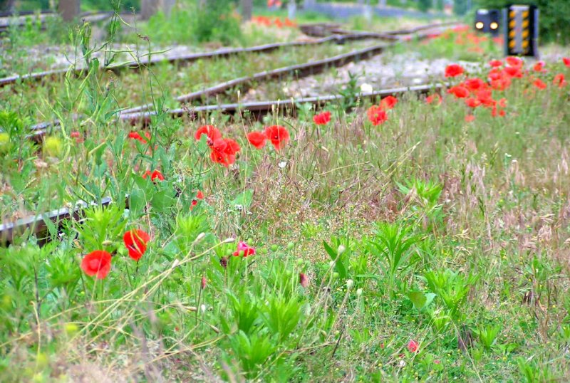 Klatschmohnblten entlang der Schienenwege; 080617