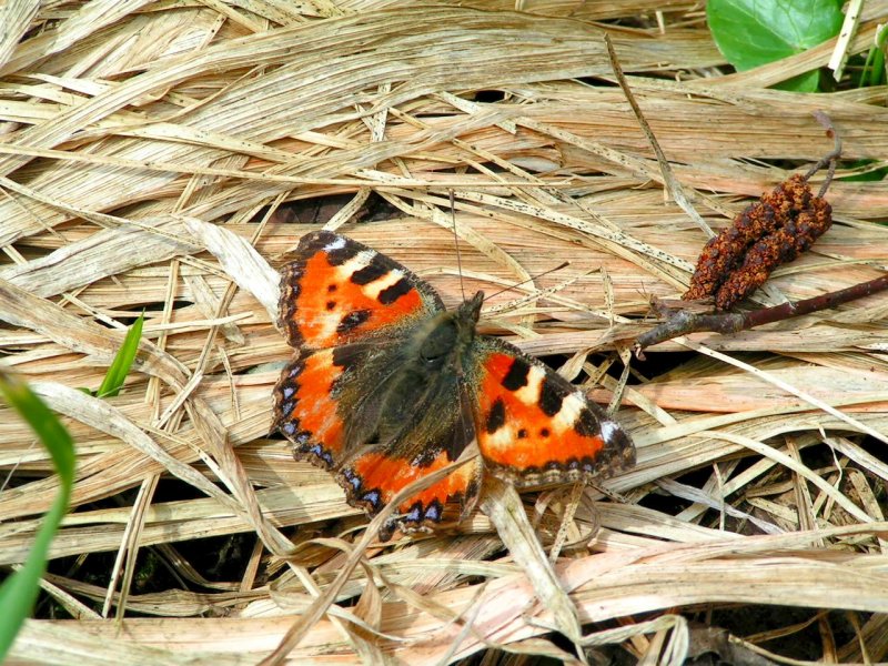 Kleiner Fuchs (Small Tortoiseshell)