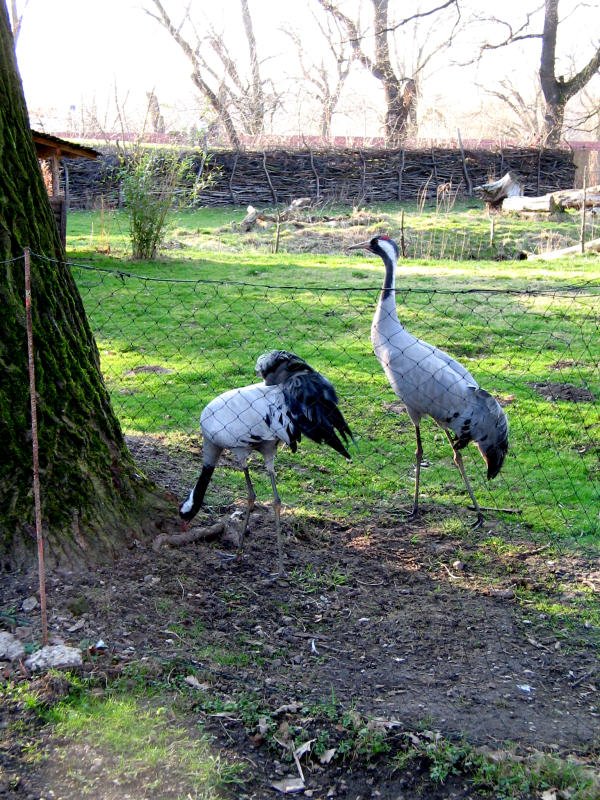 Kraniche im Tierpark Eilenburg, 24.02.08