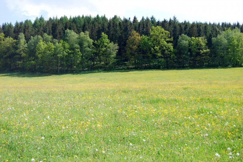 Kunterbunte Frhlingswiese, Burkhardtsdorf 17.05.08