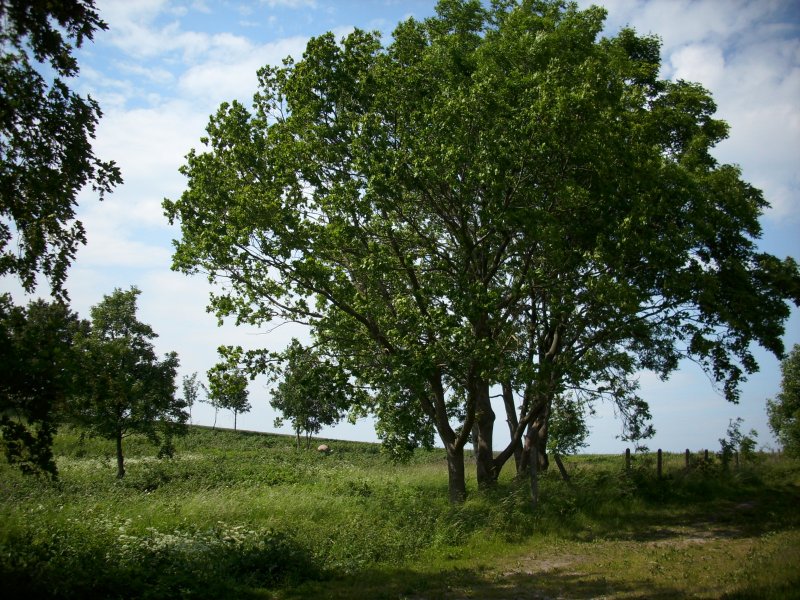 Landschaft bei Bergen/Rgen.