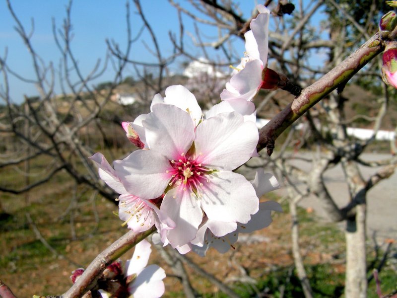 LOULÉ, 05.02.2005, Mandelblüte