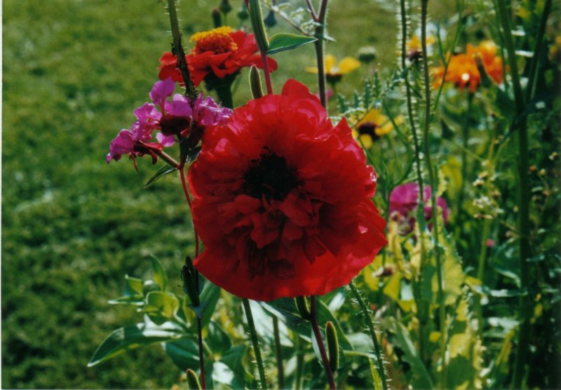 Mohn mit Grser