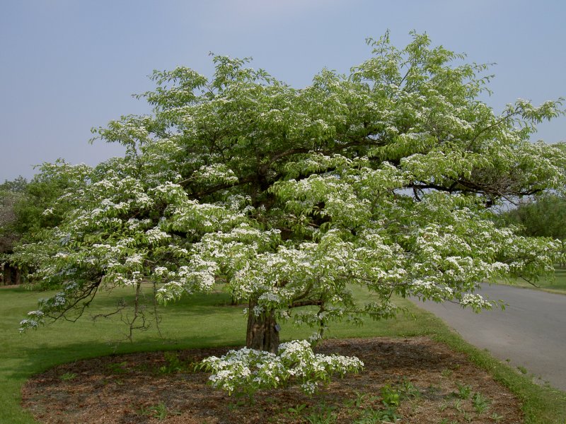 Montreal Botanischer Garten Auberpine Luisante Baum 09 06 2005