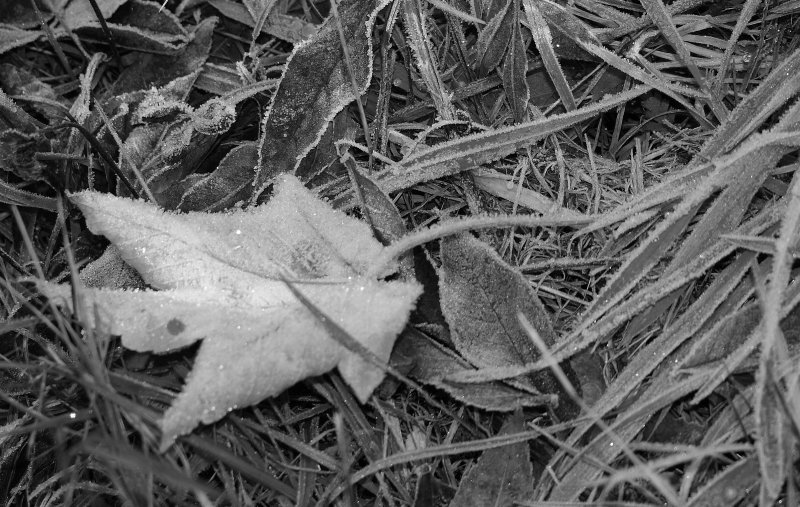 Niedergestreckt vom Frost.
(Oktober 2009)