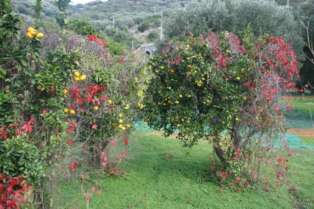 Orangenbume in Castellammare di Vli.