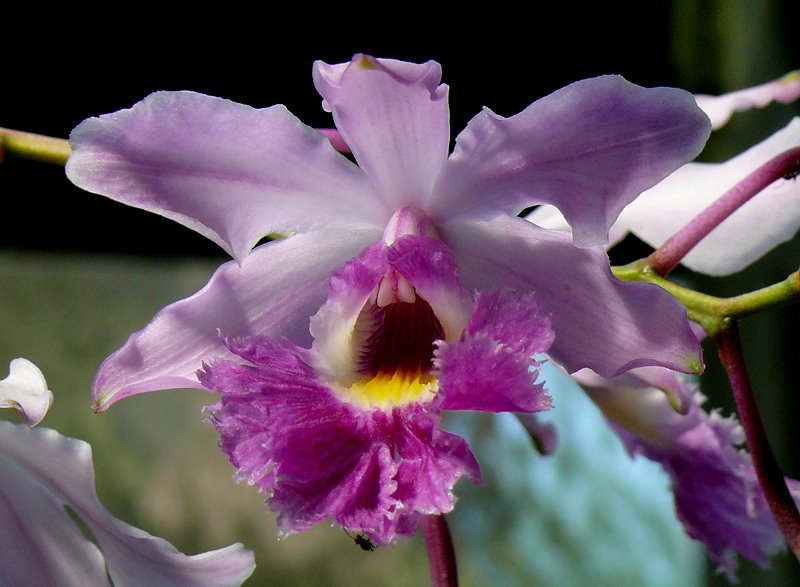 Orchidee am 15.07.2008 in Wilhelma/Stuttgart