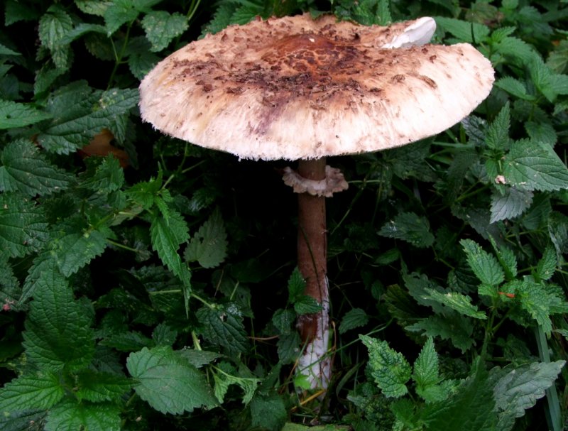 Parasol im Nesselgestrpp; 081004 