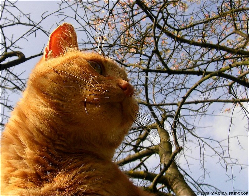 Peppino auf Ausguck im Kirschbaum