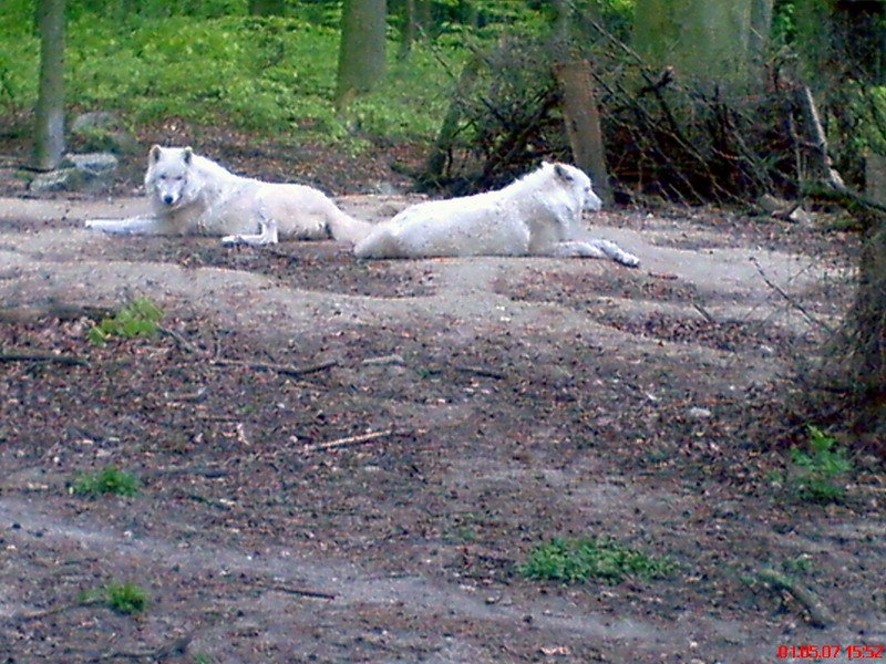  Polarwlfe zu sehen im Tierpark in Stralsund