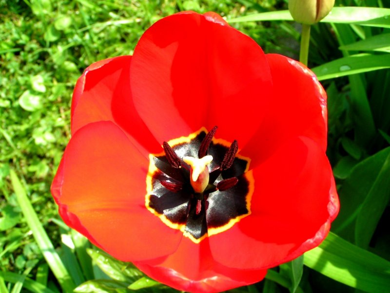 Rote Tulpenblte; 080424
