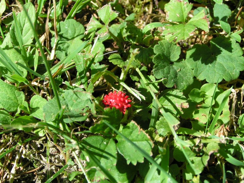 Rote Wildbeere 070617