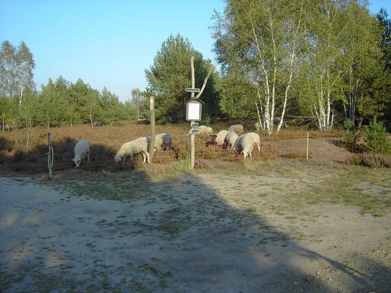 Schafherde in der Reicherskreuzer Heide/Naturpark Schlaubetal