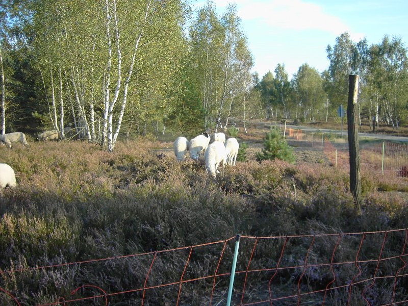 Schafherde in der Reicherskreuzer Heide/Naturpark Schlaubetal