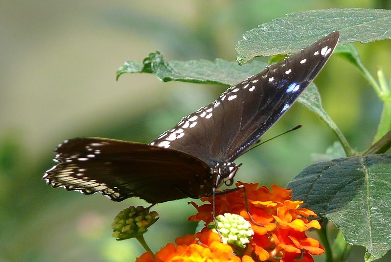 Schmetterling am 02.08.2008 in Wilhelma/Stuttgart