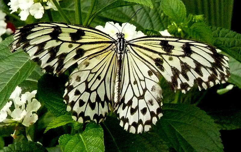 Schmetterling am 14.06.2008 in Wilhelma/Stuttgart