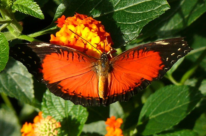 Schmetterling am 15.07.2008 in Wilhelma/Stuttgart