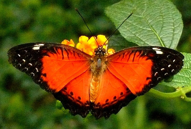 Schmetterling am 15.07.2008 in Wilhelma/Stuttgart