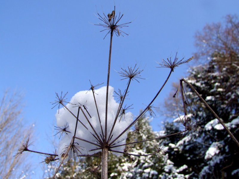  Schneehaube ;090201