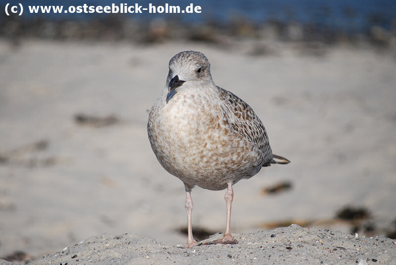 Schnberger Strand
http://www.ostseeblick-holm.de